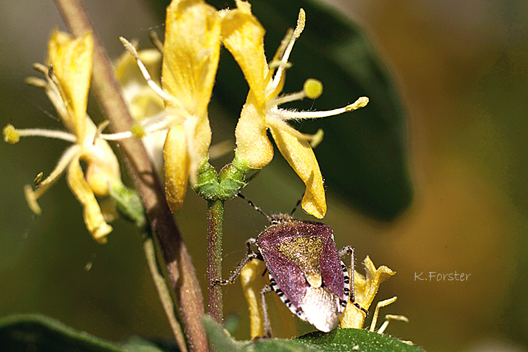 Mir unbekannter Käfer an Blüte