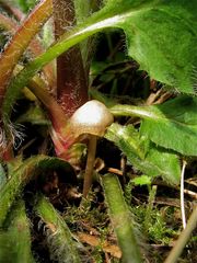 Mir unbekannter Pilz (2,5 cm), RÄTSEL FÜR BURKHARD und alle anderen!