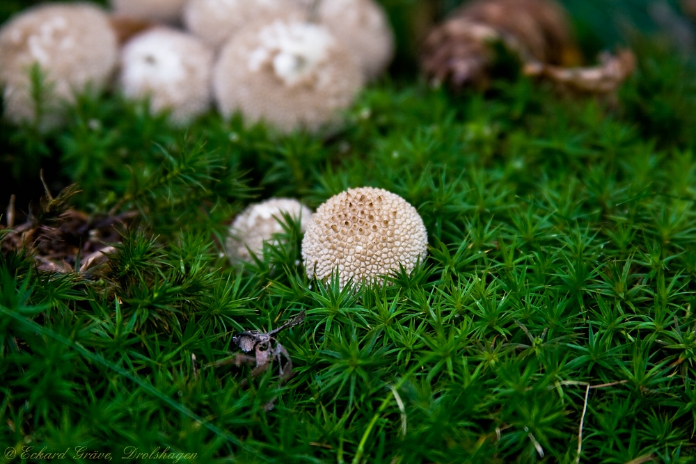 Mir unbekannter Pilz