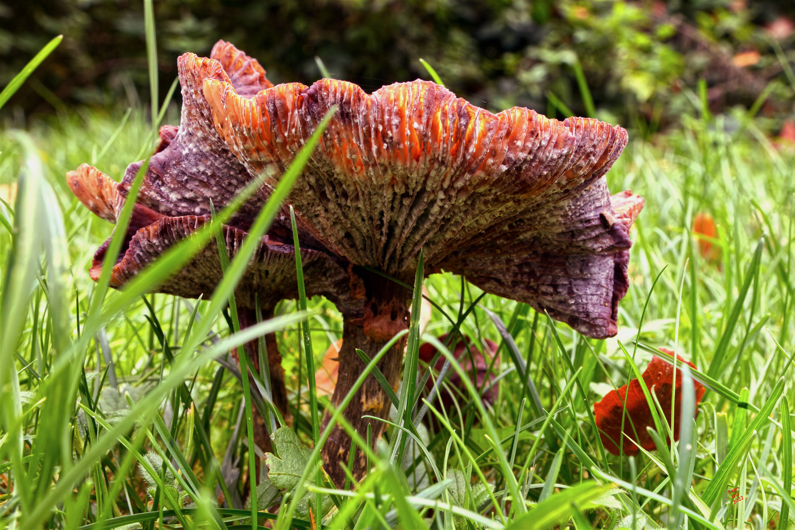 mir unbekannter Pilz 