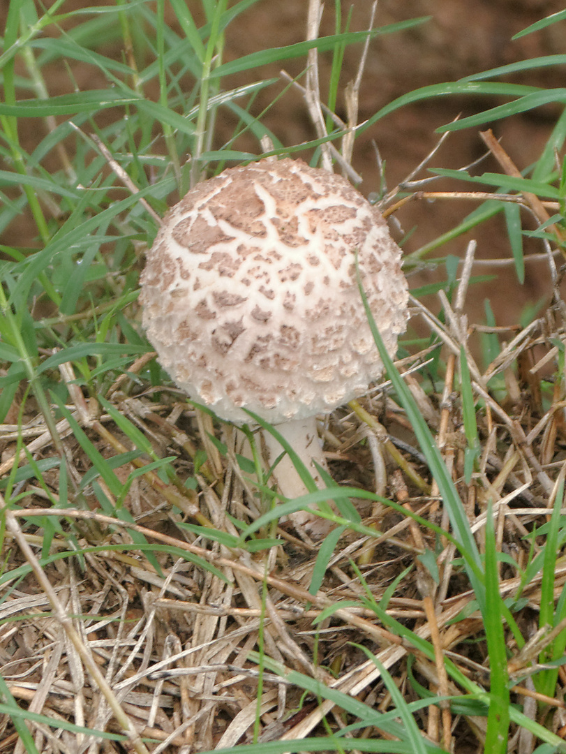 Mir unbekannter Pilz in Thailand