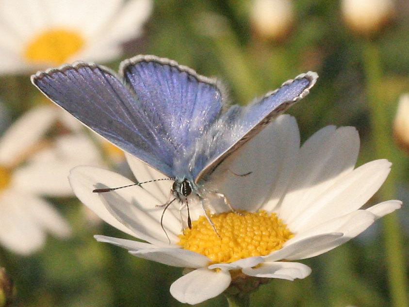 mir unbekannter Schmetterling