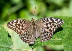 Mir unbekannter Schmetterling