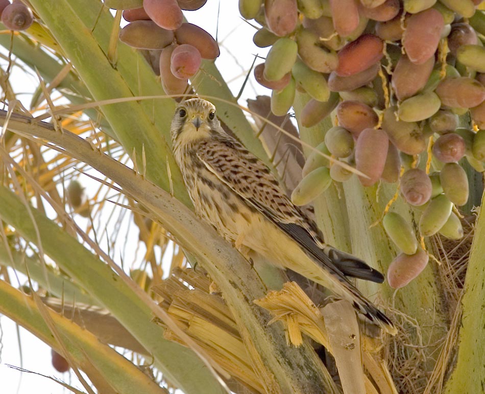 Mir unbekannter Vogel im Egypten