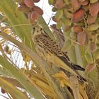 Mir unbekannter Vogel im Egypten