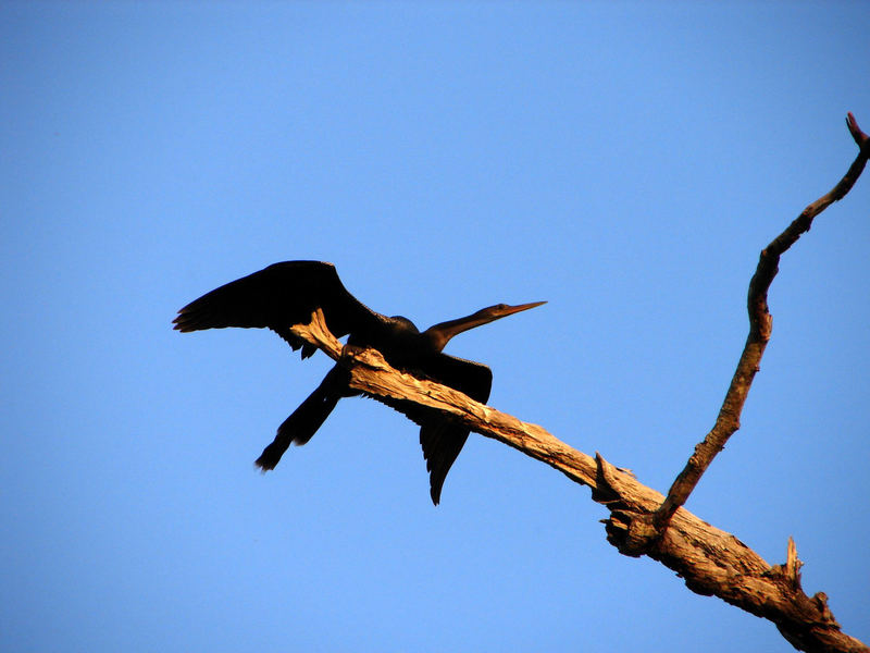 (Mir) unbekannter Vogel im Pantanal