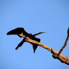 (Mir) unbekannter Vogel im Pantanal