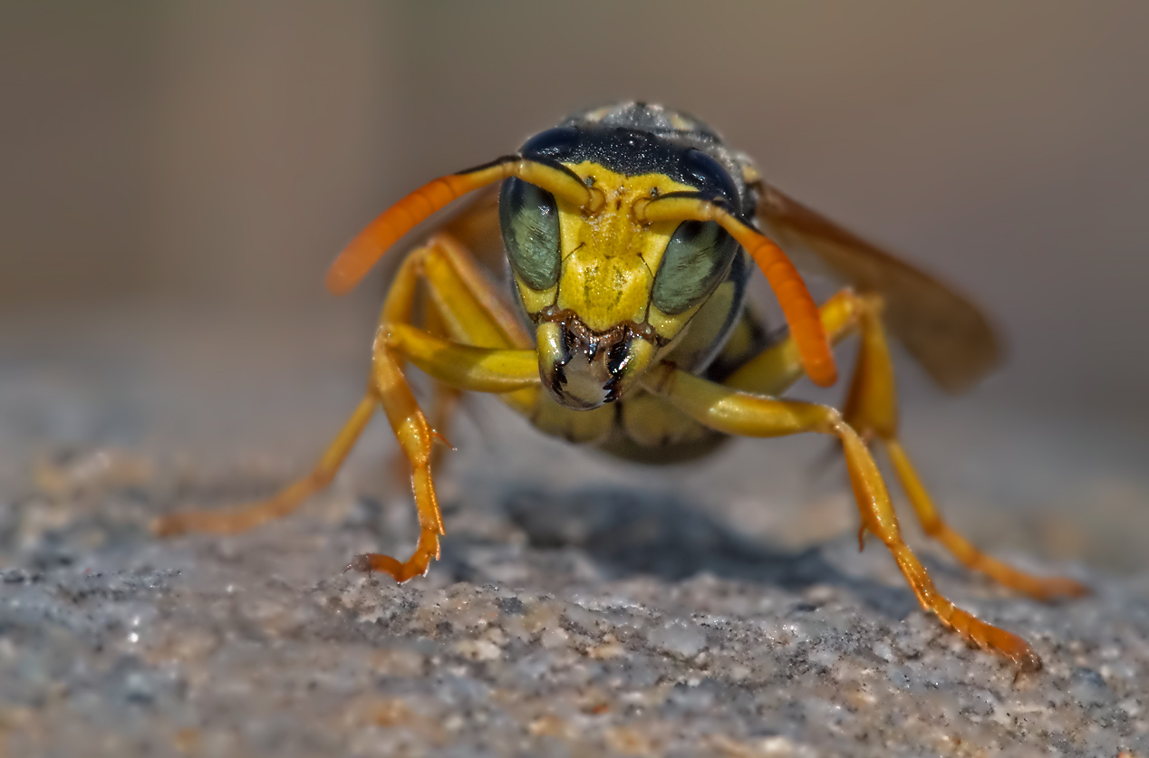 (mir) unbekanntes Flugobjekt