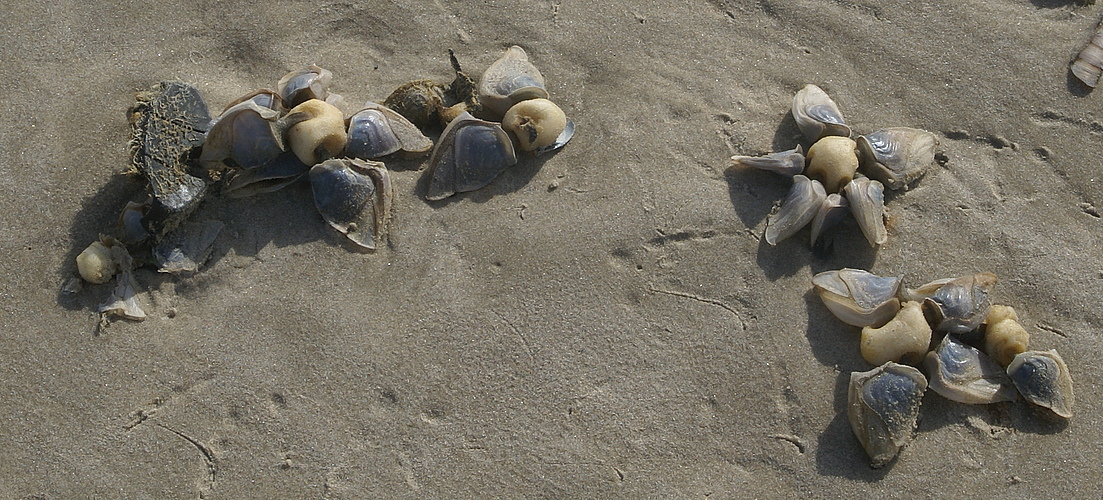 Mir unbekanntes Strandgut