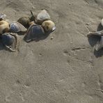 Mir unbekanntes Strandgut