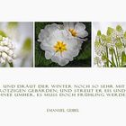 Mir war nach ein wenig Frühling zumute...