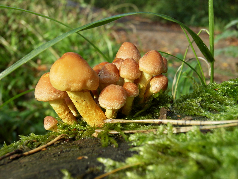 Mir war nach einem idyllischen Pilzfoto zumute