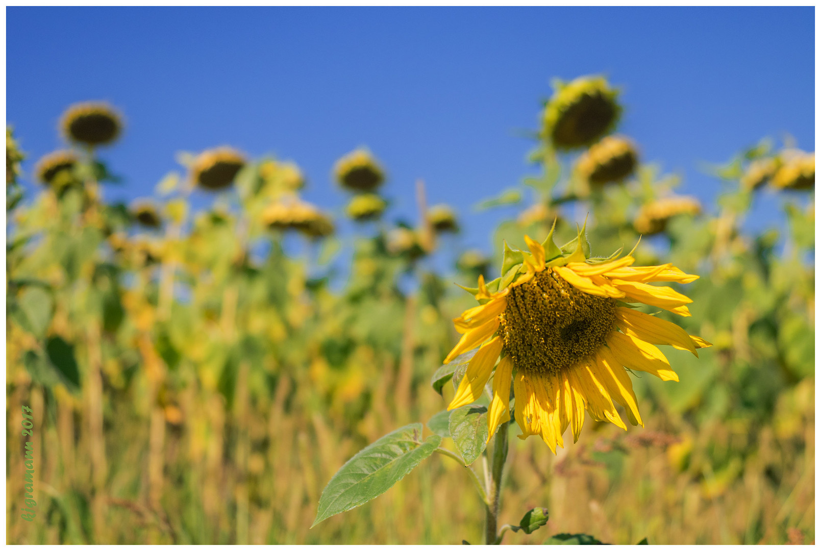 mir war nach sonnenblumen und erinnerungen......