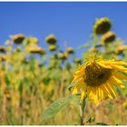 mir war nach sonnenblumen und erinnerungen......