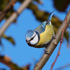 Mir wars mal wieder nach Geflügel - eine Blaumeise