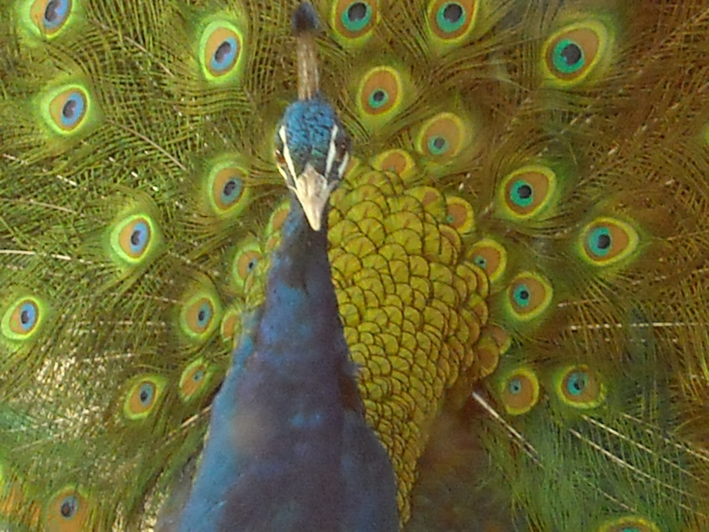 Mir zuliebe (Pfau in den Parkanlagen um die Theresienklinik Bad Krozingen)