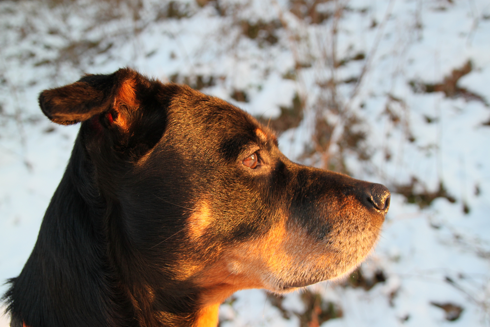 Mira im Abendlicht