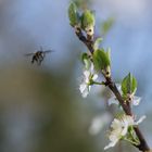 Mirabelle, Besuch erwartend