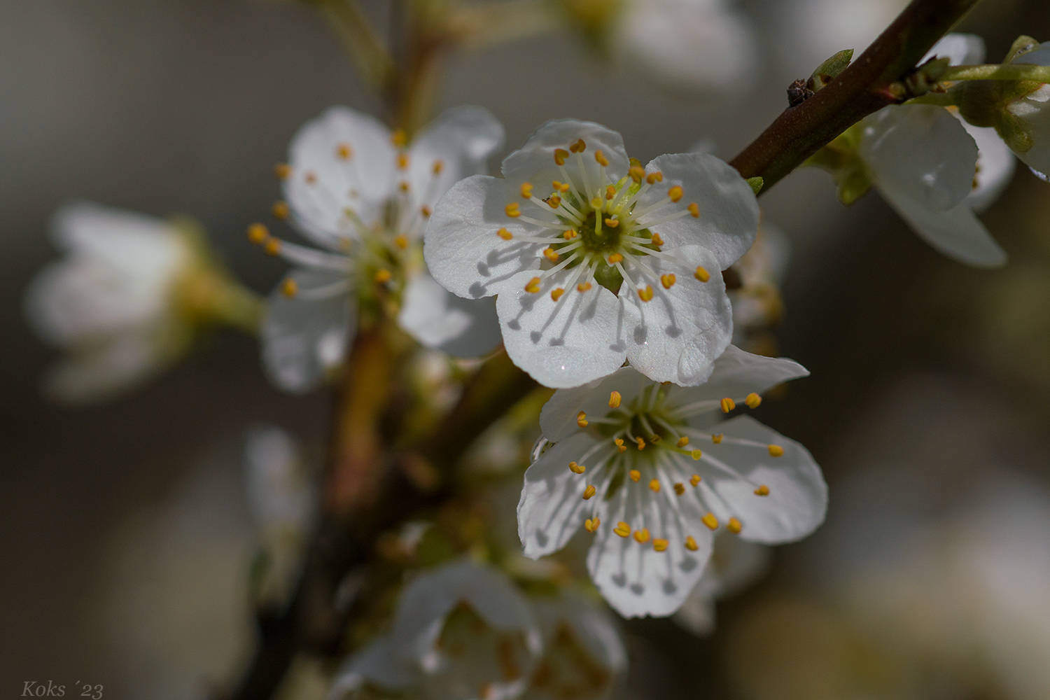 Mirabelle