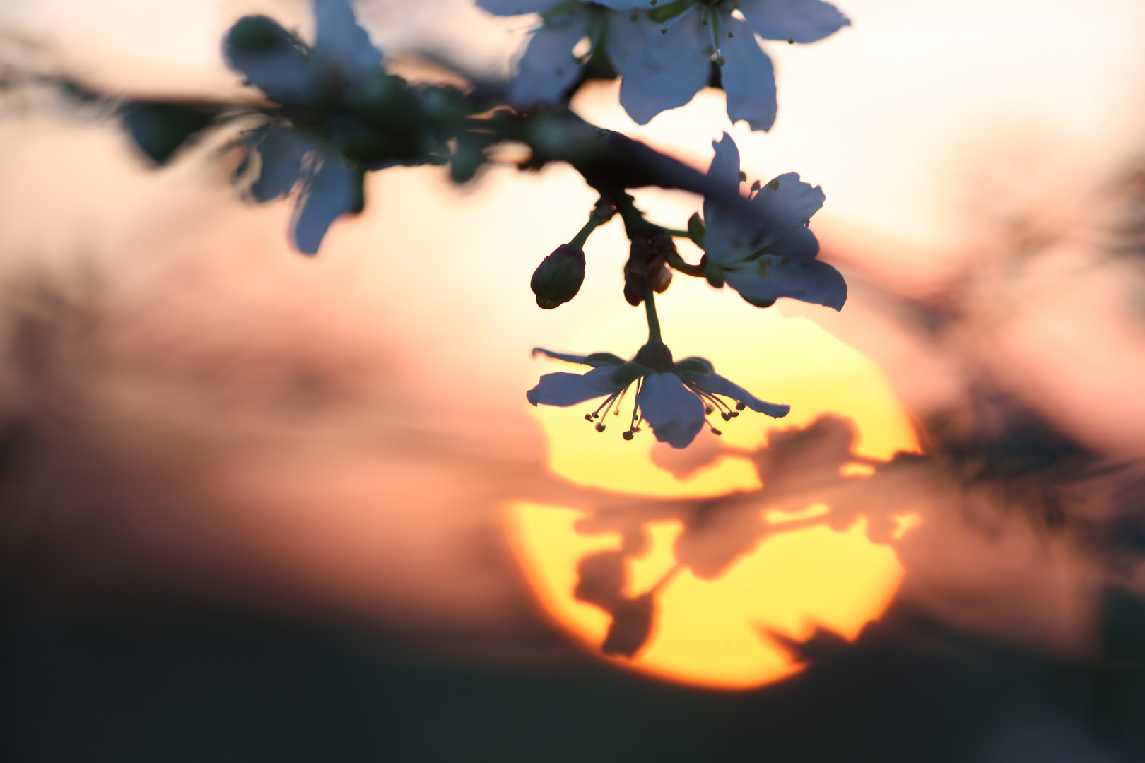 Mirabelle im abendlichen Gegenlicht