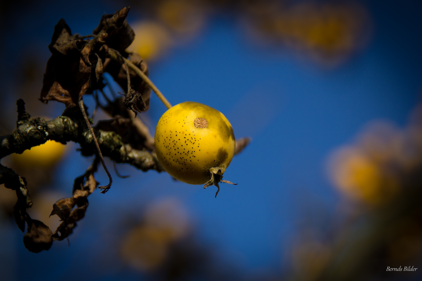 Mirabelle im Herst