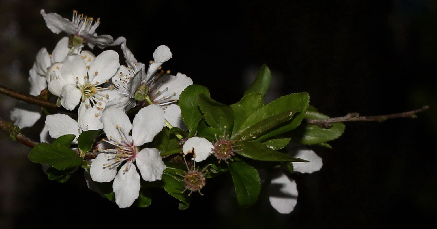 Mirabelle (Prunus domestica subsp. syriaca)... 