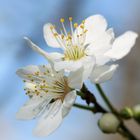 Mirabelle (Prunus domestica subsp. syriaca), mirabelle plum