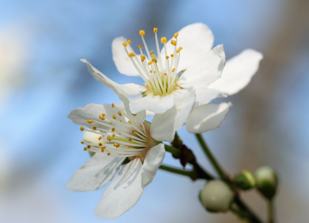 Mirabelle (Prunus domestica subsp. syriaca), mirabelle plum