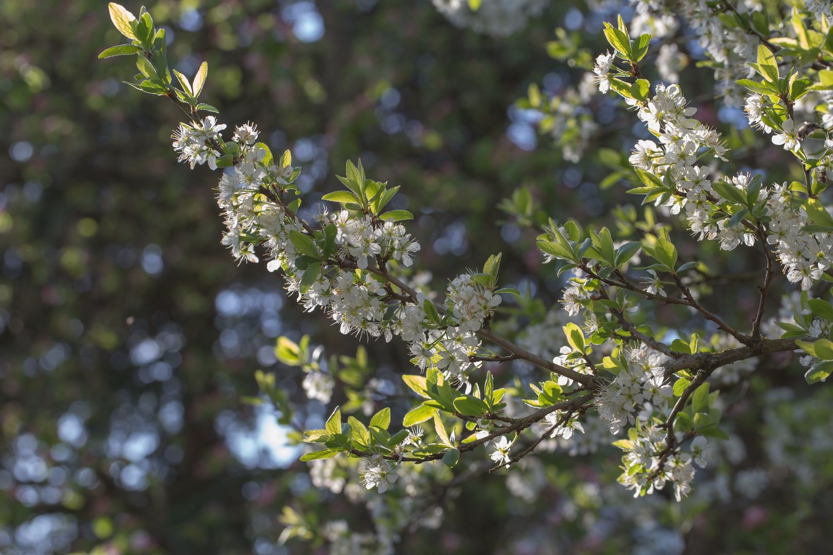 Mirabelleblüte