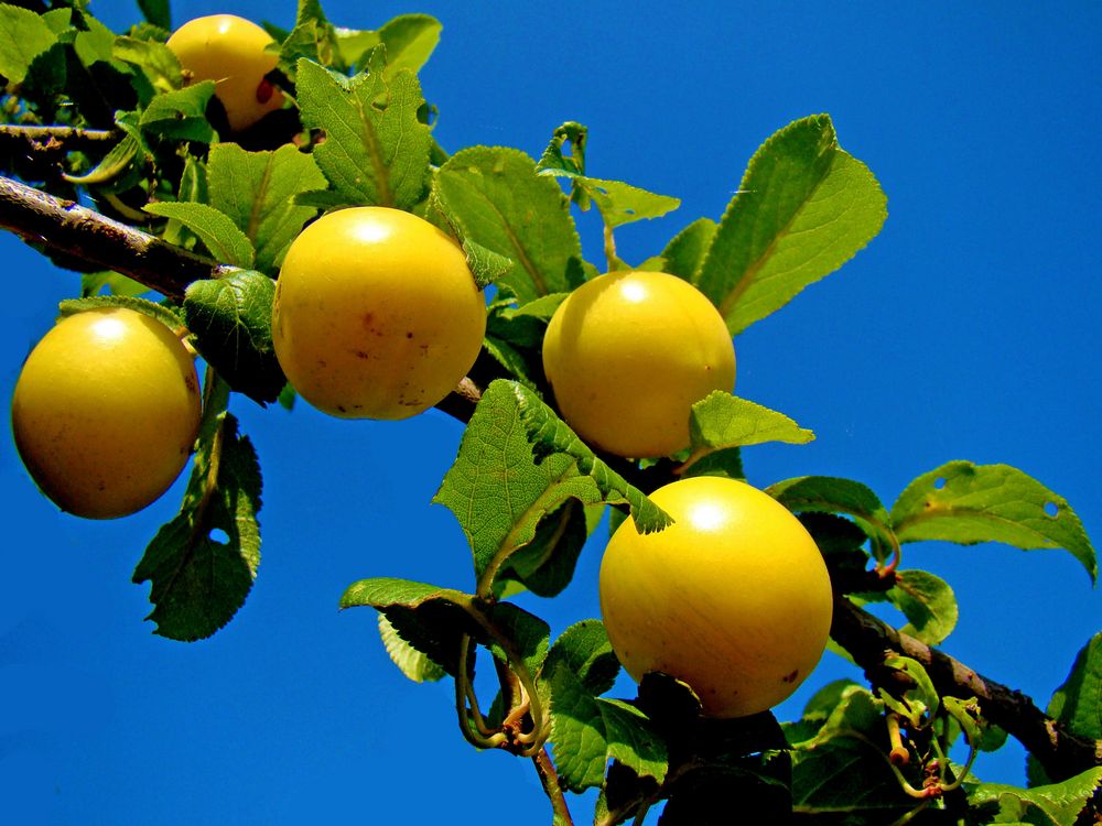 MIRABELLEN Foto &amp; Bild | pflanzen, pilze &amp; flechten, früchte und beeren ...