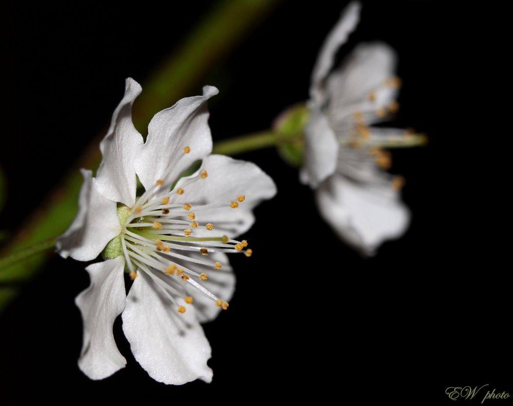 Mirabellen-Blüte