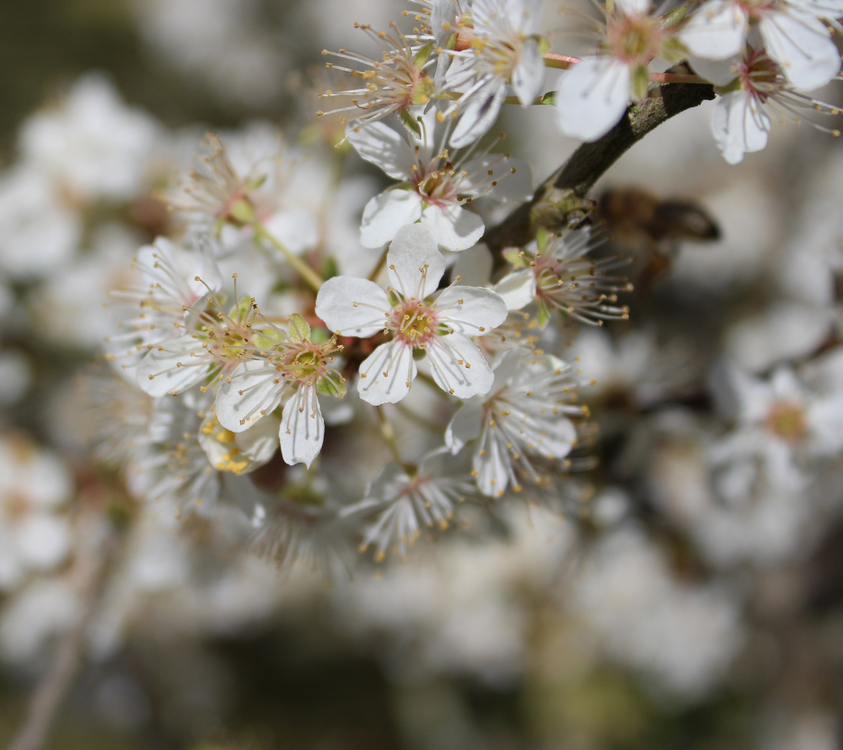 Mirabellen Blüte ... 