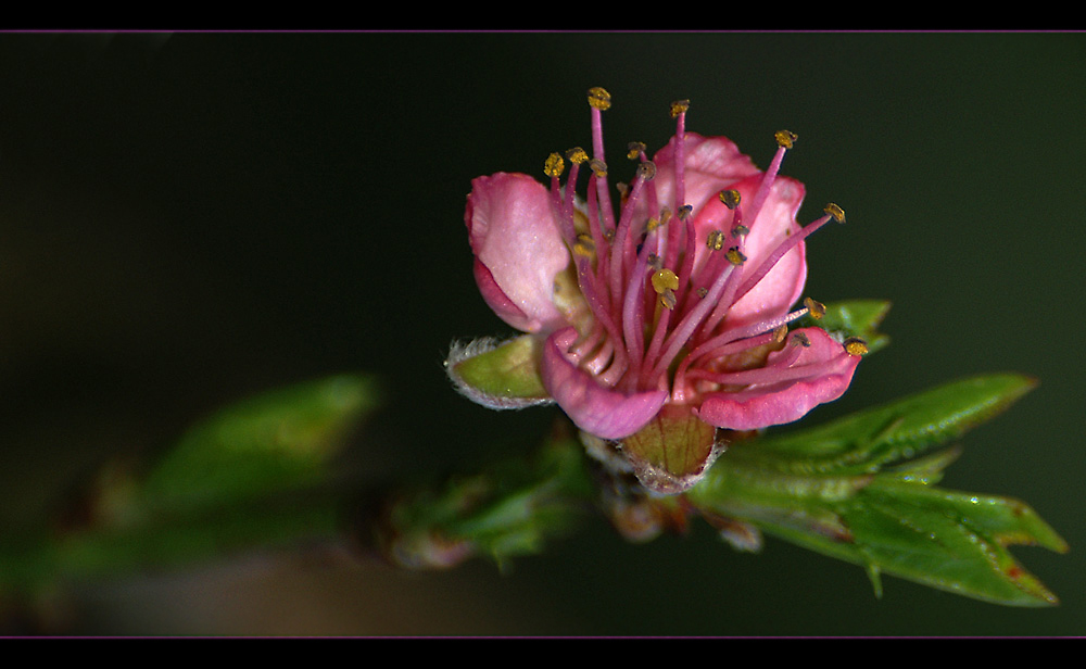 Mirabellen-Blüte