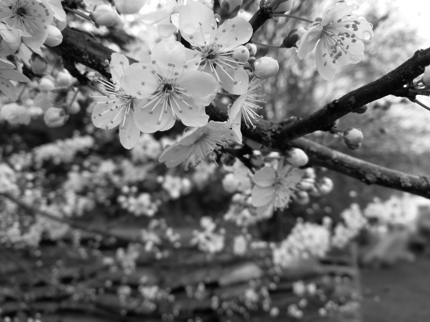 Mirabellen Blüten