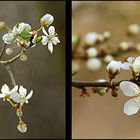 Mirabellen - Blüten