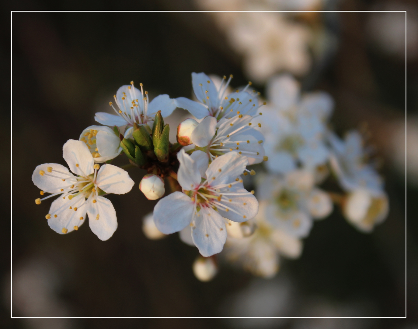   Mirabellen Blüten ...