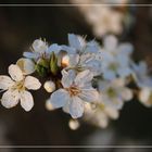   Mirabellen Blüten ...