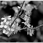 ... Mirabellen BLÜTEN Streif  ...