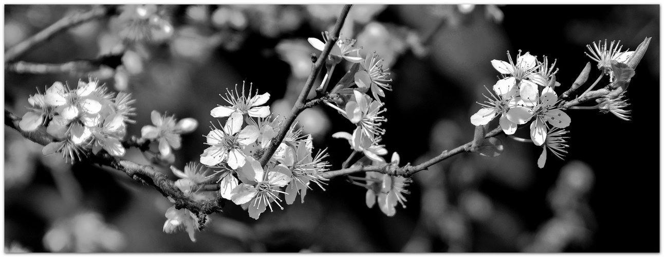 ... Mirabellen BLÜTEN Streif  ...