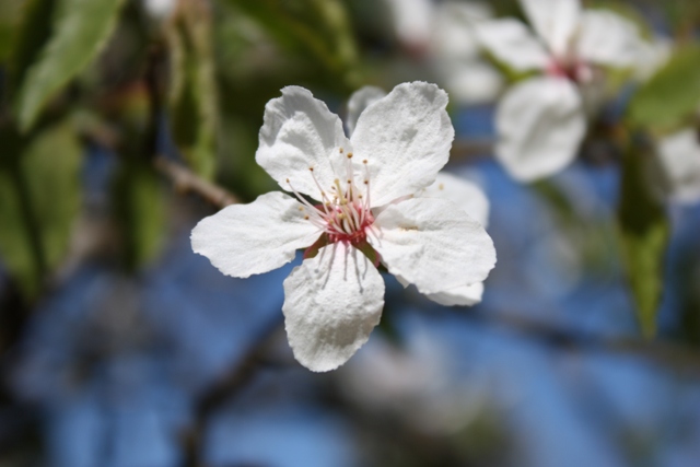 Mirabellenbaum-Blüte