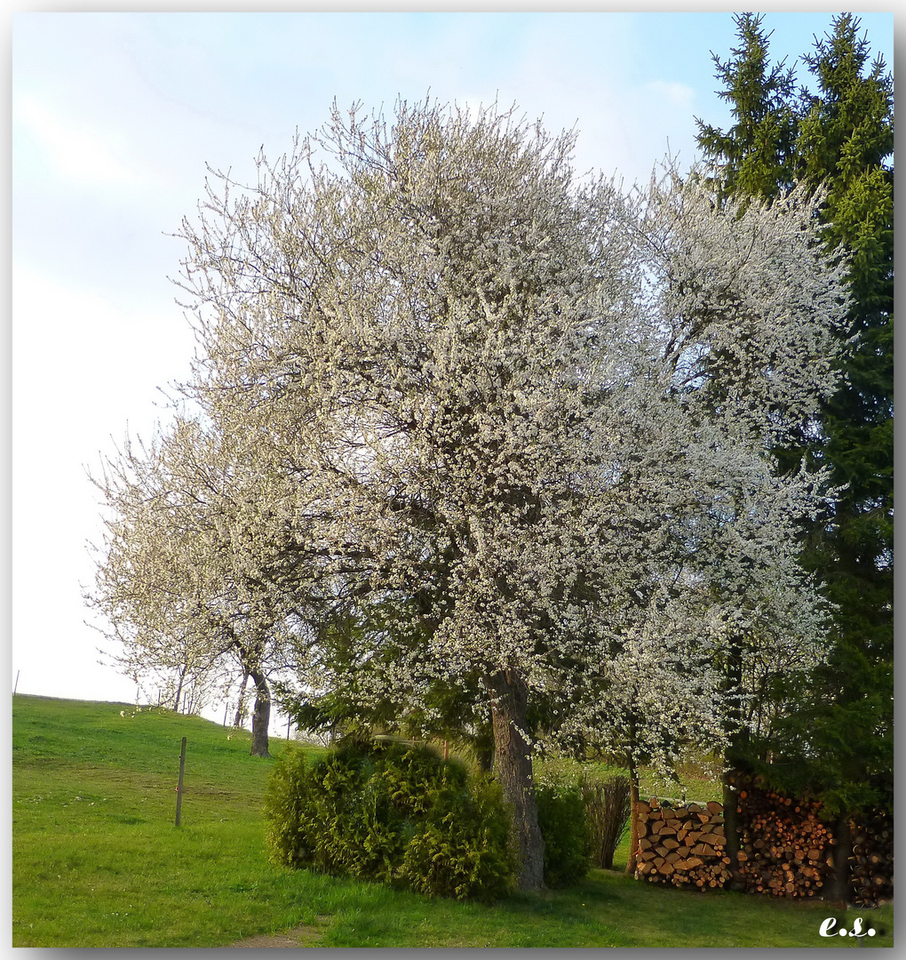 Mirabellenbaum in voller Blüte.