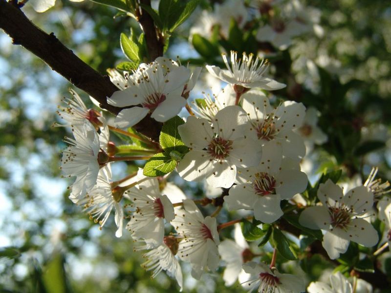 Mirabellenbaum in vollster Blüte