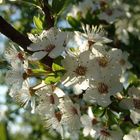 Mirabellenbaum in vollster Blüte
