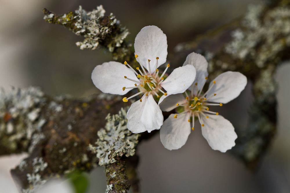 Mirabellenbaumblüte