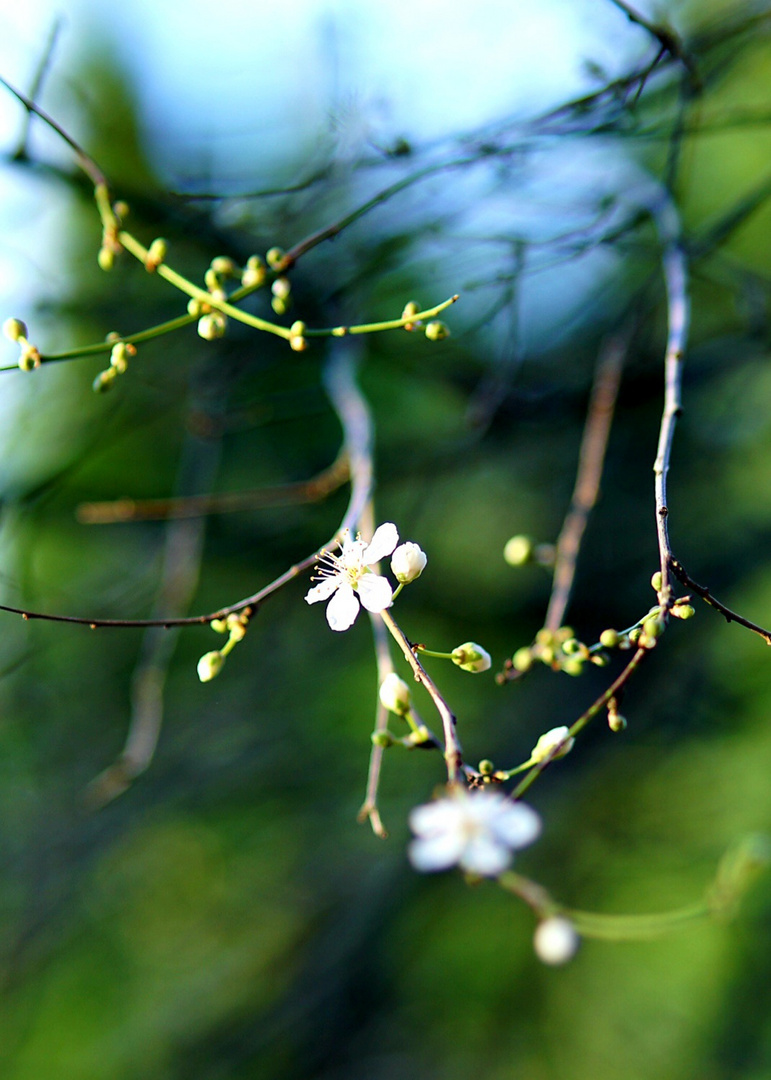 Mirabellenblüte