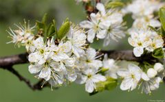 Mirabellenblüte