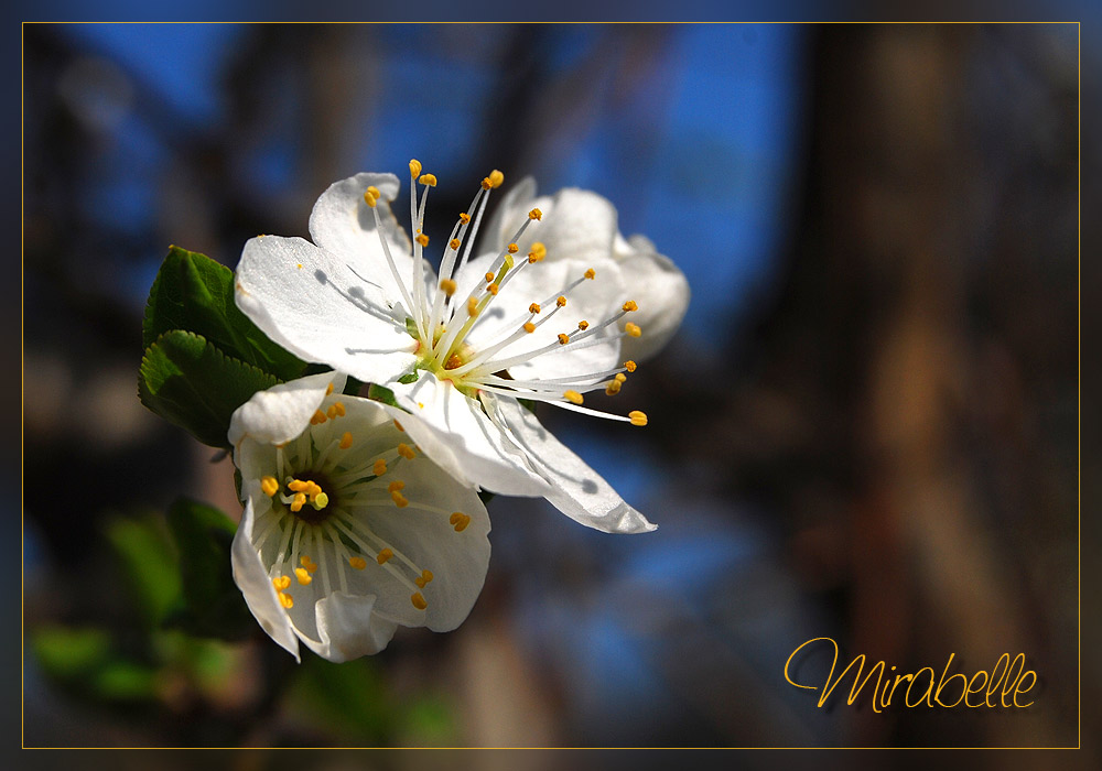 Mirabellenblüte