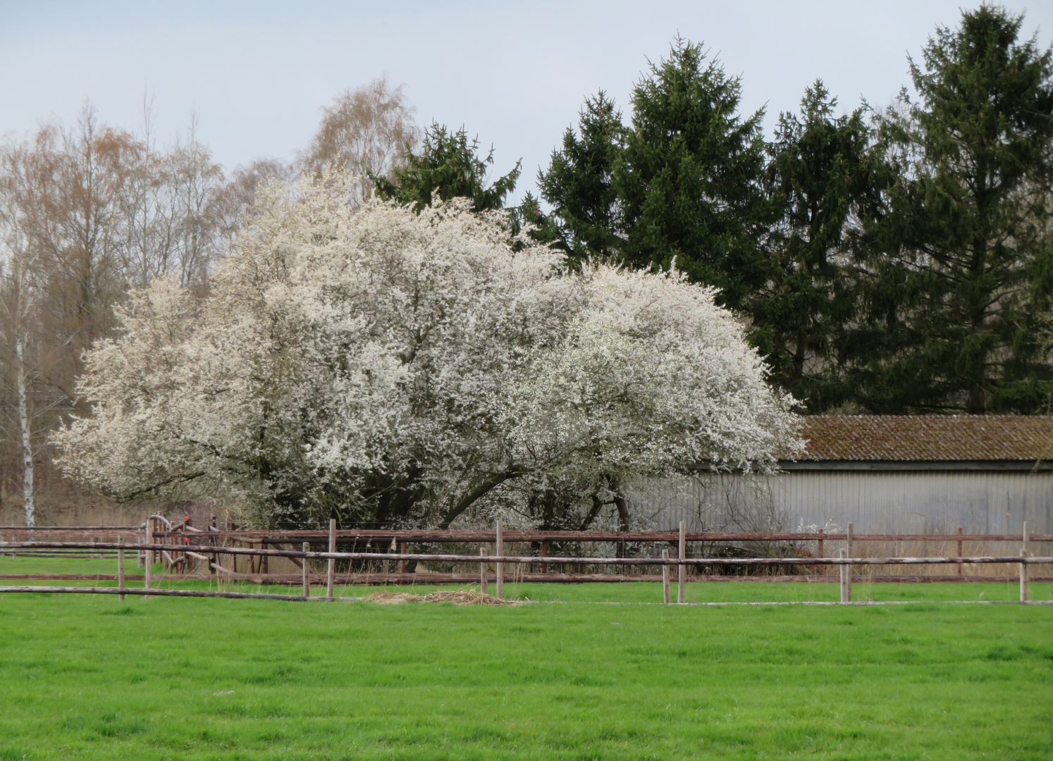 Mirabellenblüte ...