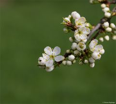 Mirabellenblüte