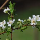 Mirabellenblüte